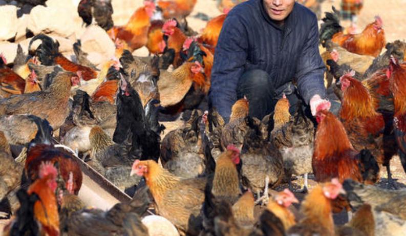 鸡滴虫病症状及治疗,鸡滴虫病的症状和治疗