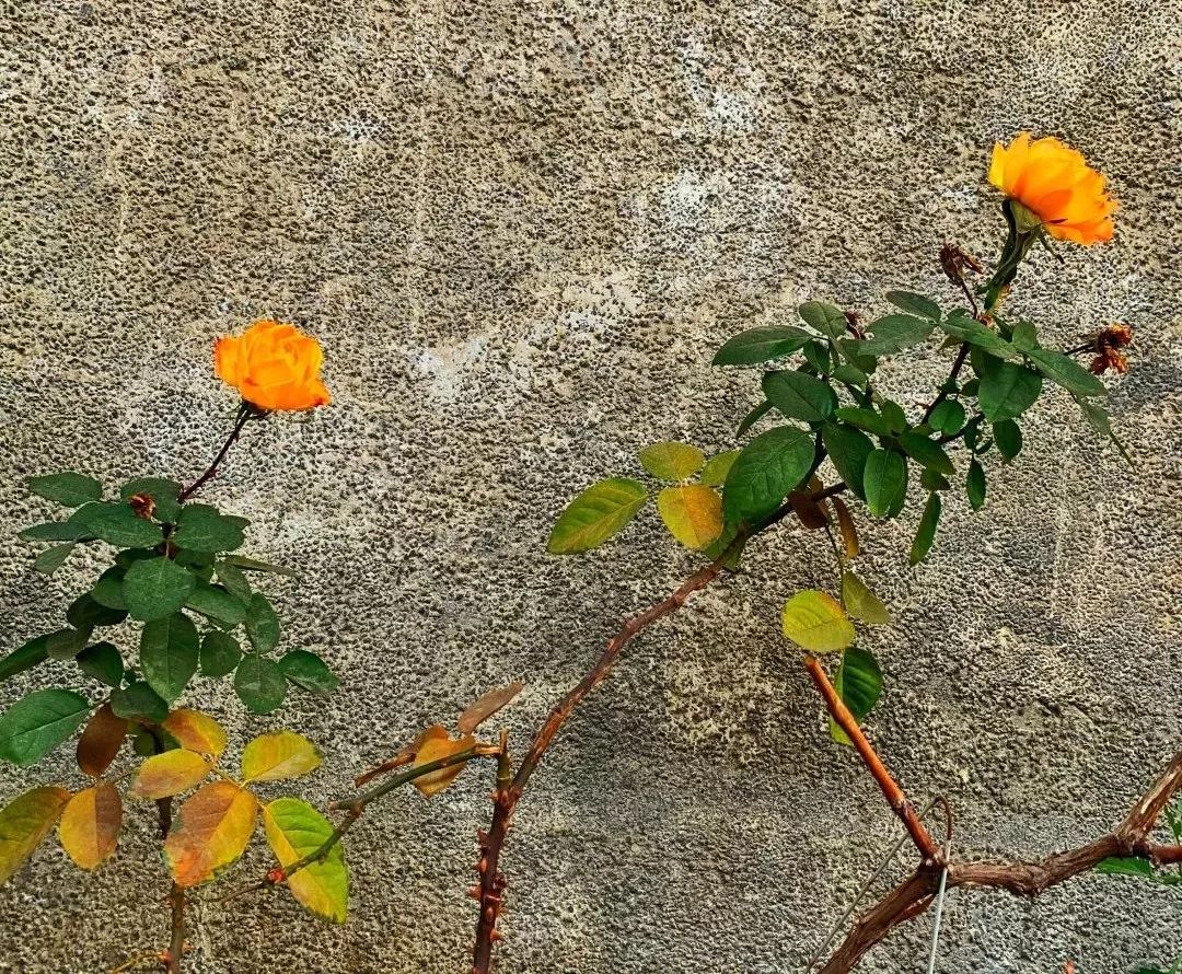 按头安利！5块钱淘宝好物，解决最难搞的收纳问题