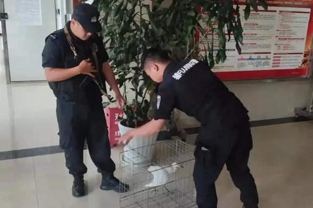 小鸟倒在地上怎么急救,小鸟受伤了怎么给自己治病