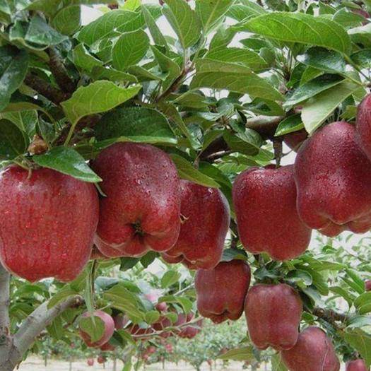 10种果子图片大全,100种果子介绍