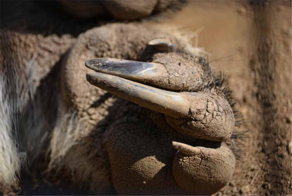 食蚁兽只吃蚂蚁和白蚁是哪个洲的,食蚁兽幼崽被蚂蚁咬死