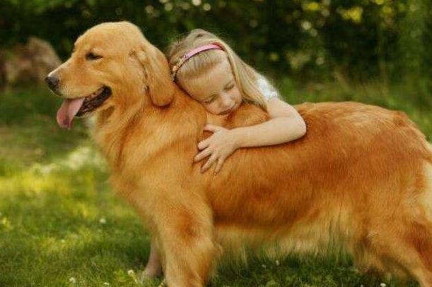 让金毛长得好的狗粮,怎么让金毛喂食不咬人