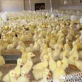 肉鸭全程用药保健程序