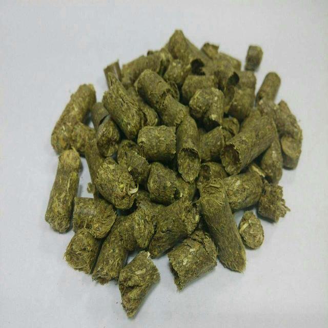 主人给仓鼠喂食物,主人给仓鼠加食物什么意思