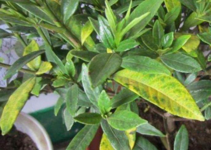 植物黄叶就用它调理,植物黄叶用什么挽救