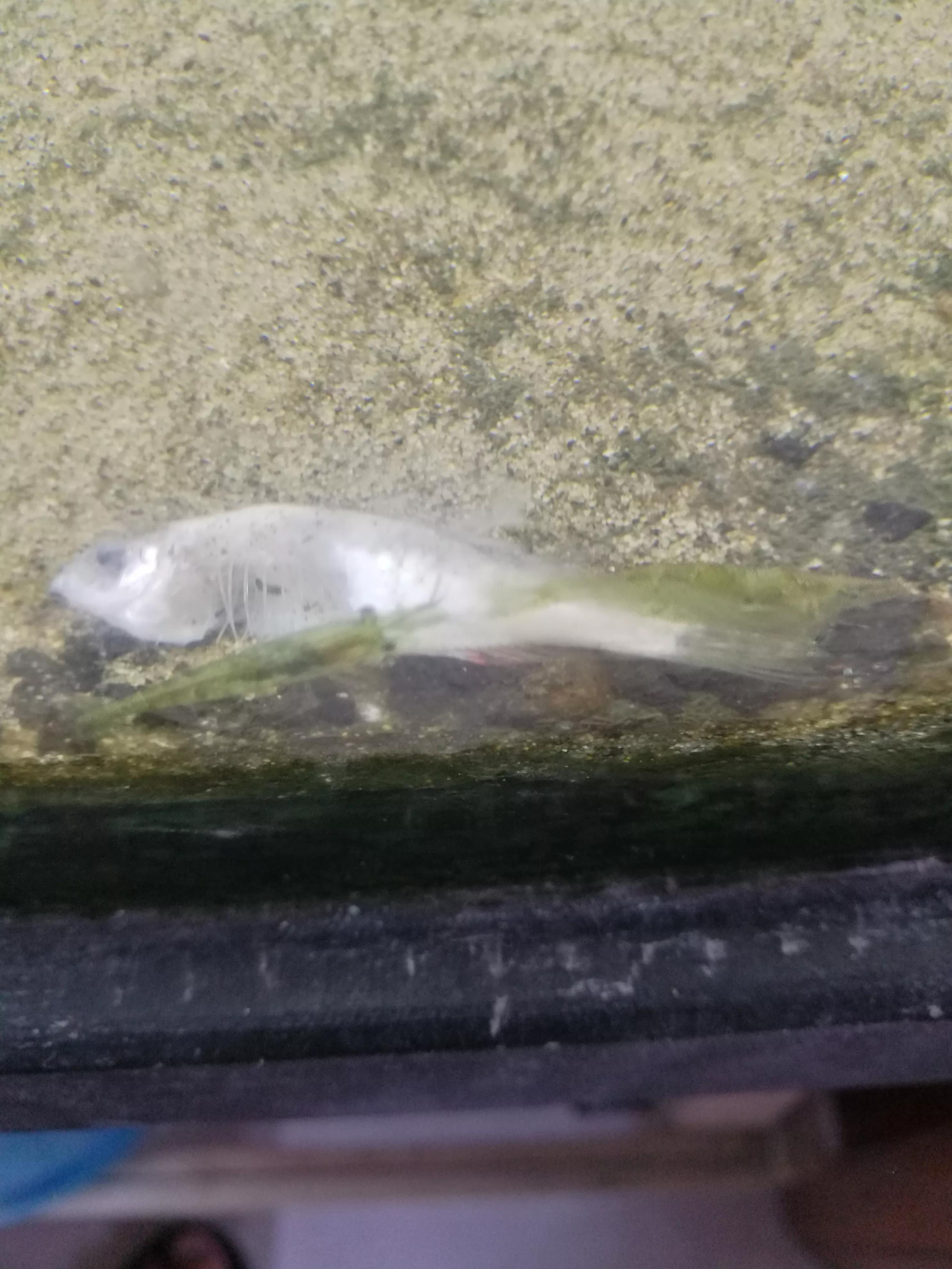 鱼缸里的死鱼为什么不见了,鱼缸里面死鱼不捞出来