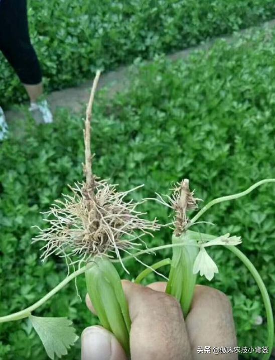 苗木缓苗最快的生根剂,裸根苗用什么生根剂让它存活