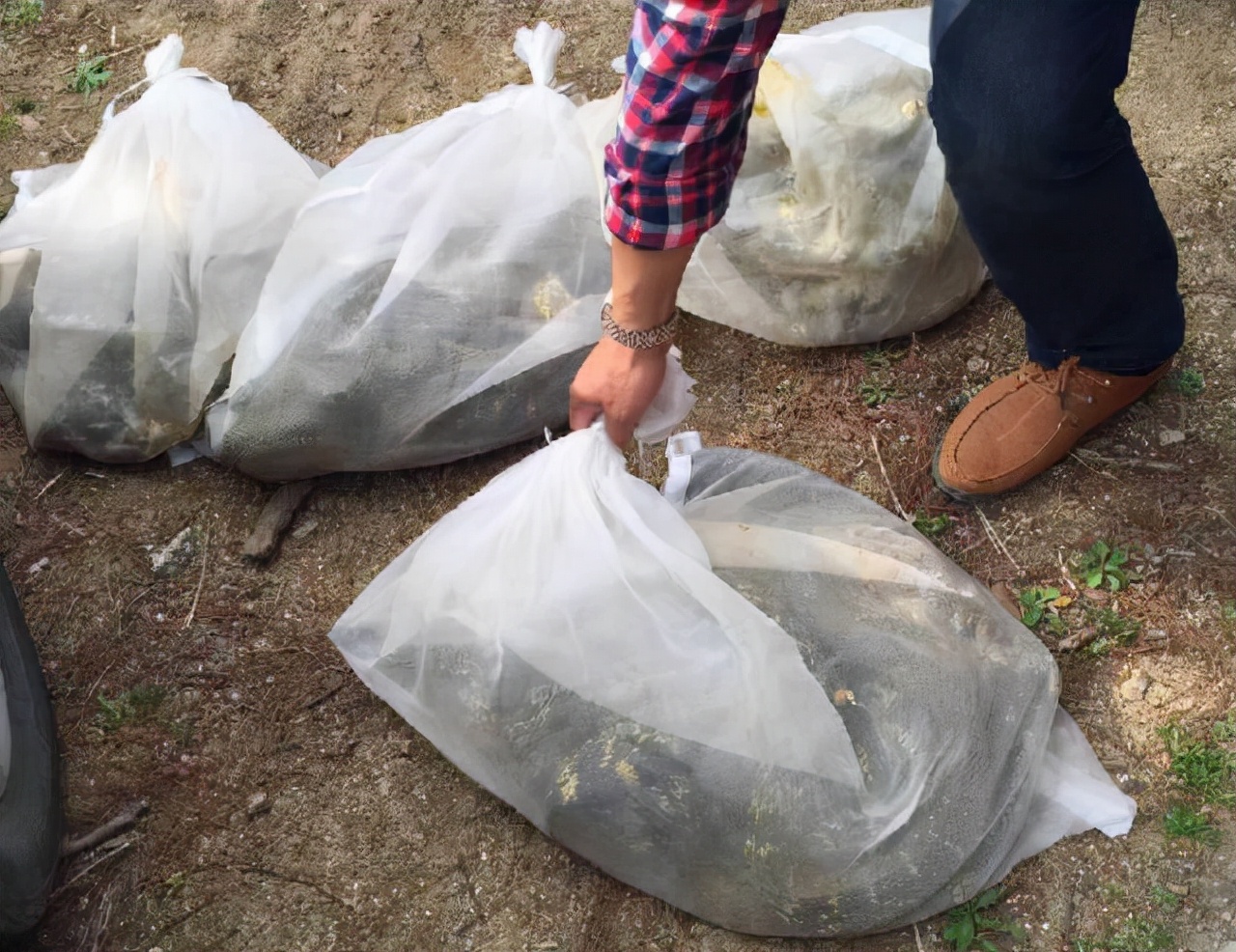 放生变杀生？北京发现两只放生的中华草龟，专家：冬天会冻死