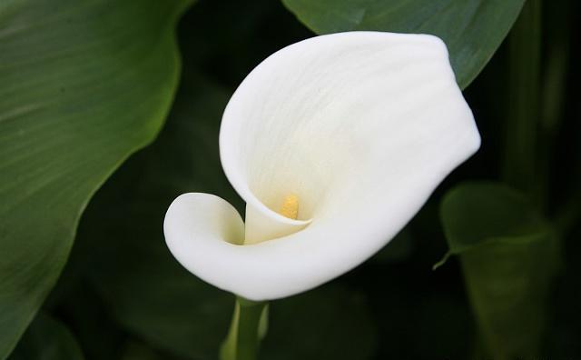 马蹄莲的养殖方法及注意事项,马蹄莲的养殖方法和注意事项详解