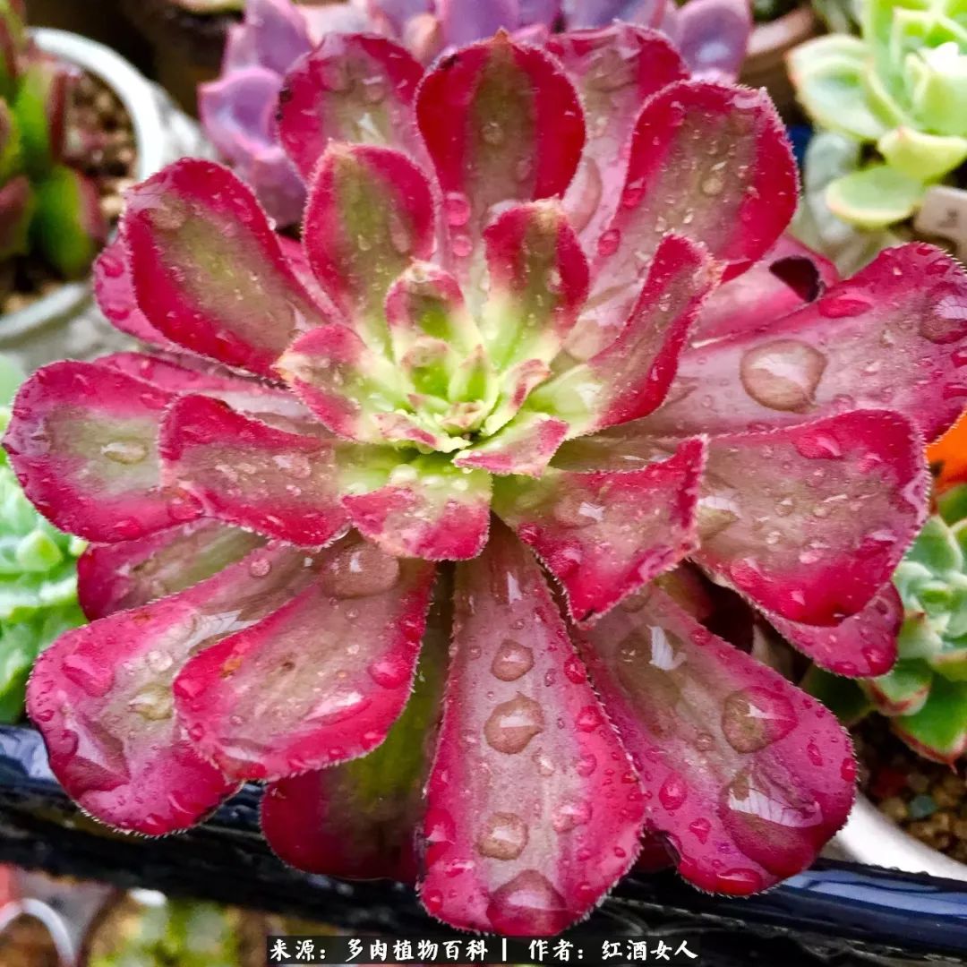 记录走过的美景留下美好的回忆,记录走过的每一段美好时光