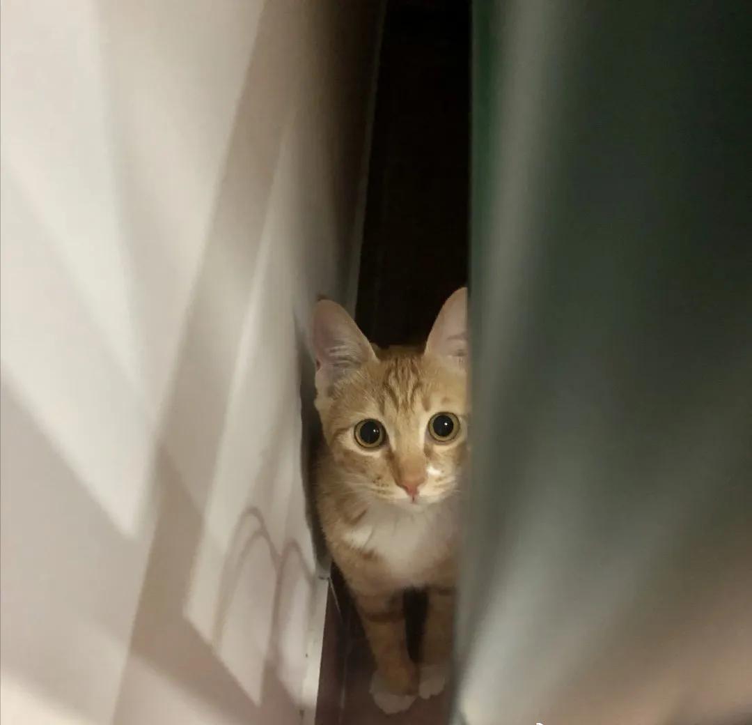 和宠物交流说什么,宠物谈恋爱怎么回事