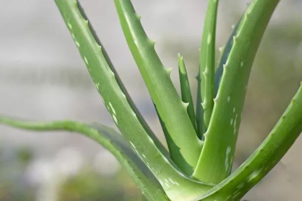 中华芦荟的用法和功效,新鲜芦荟的中医正确使用方法