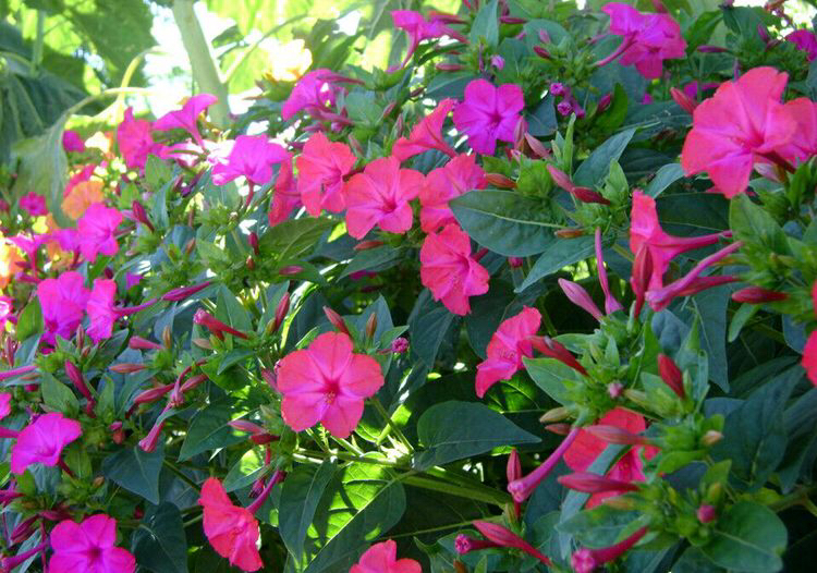 哪种花的种子最好养,什么花种子好养又长得快