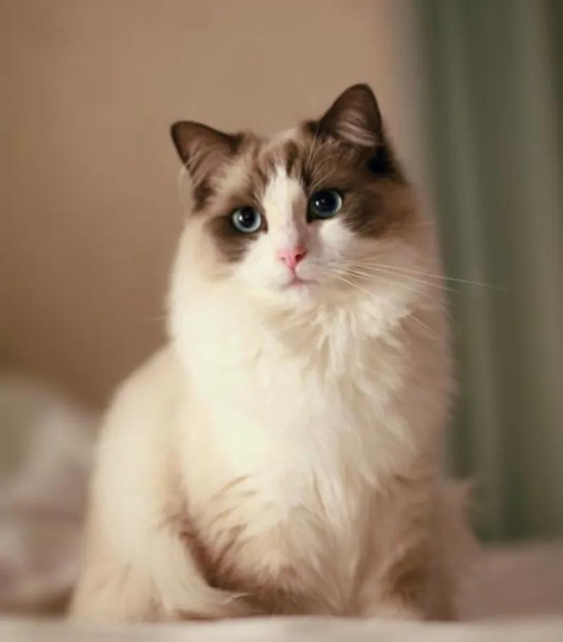 得了猫瘟打一针后特别特别爱吃饭,猫瘟和猫传腹一起能治好吗