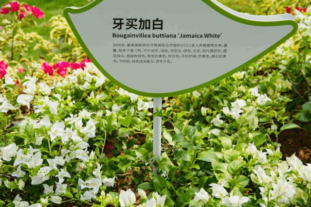 人少还免门票！深圳这片5000000㎡新公园美翻了，“神仙花谷”