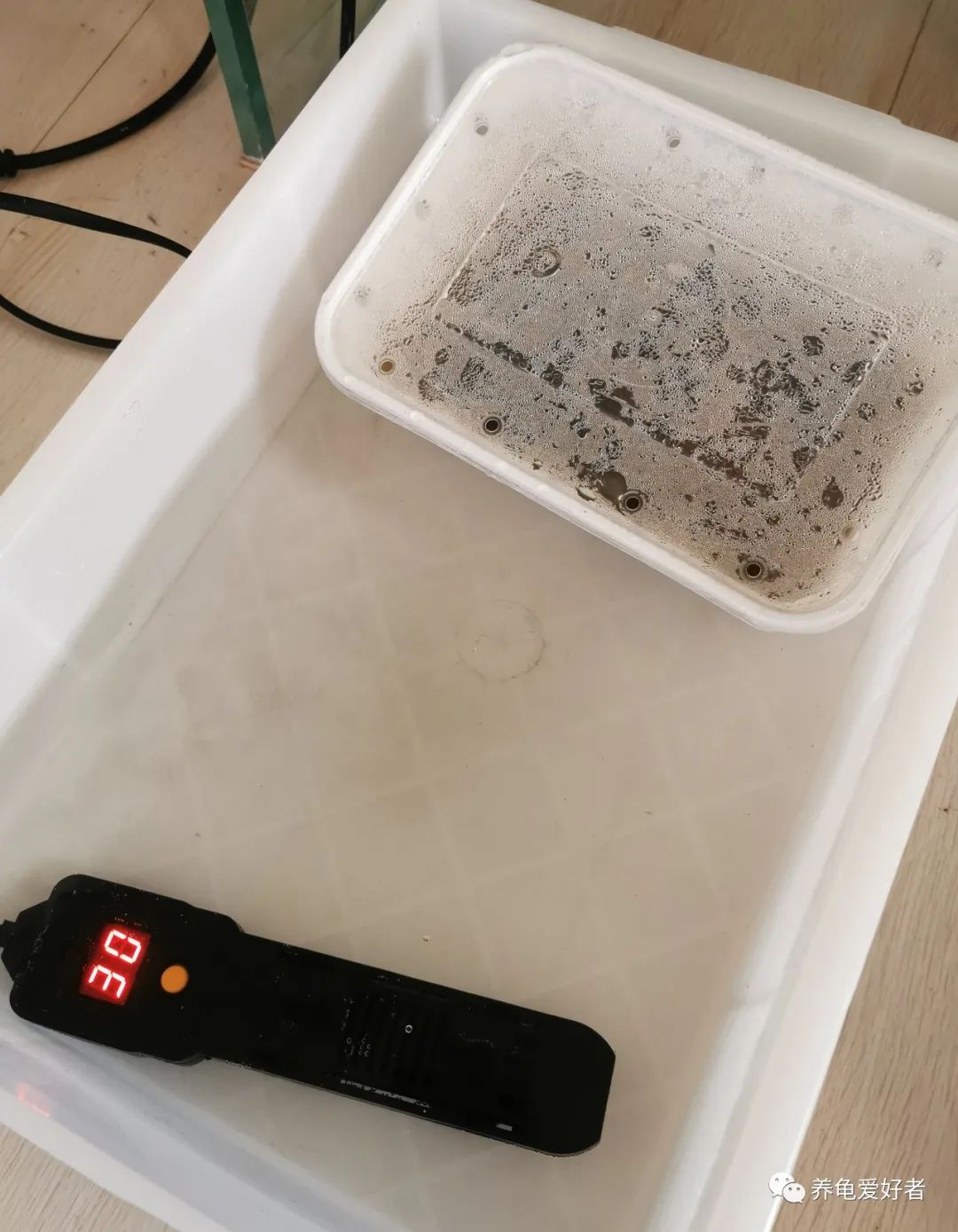 龟病用草药治疗方法,治龟病最佳药物