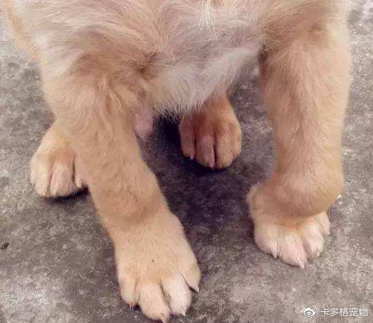 狗狗缺钙怎么补最快最有效的方法,狗狗严重缺钙无法走路多久能恢复