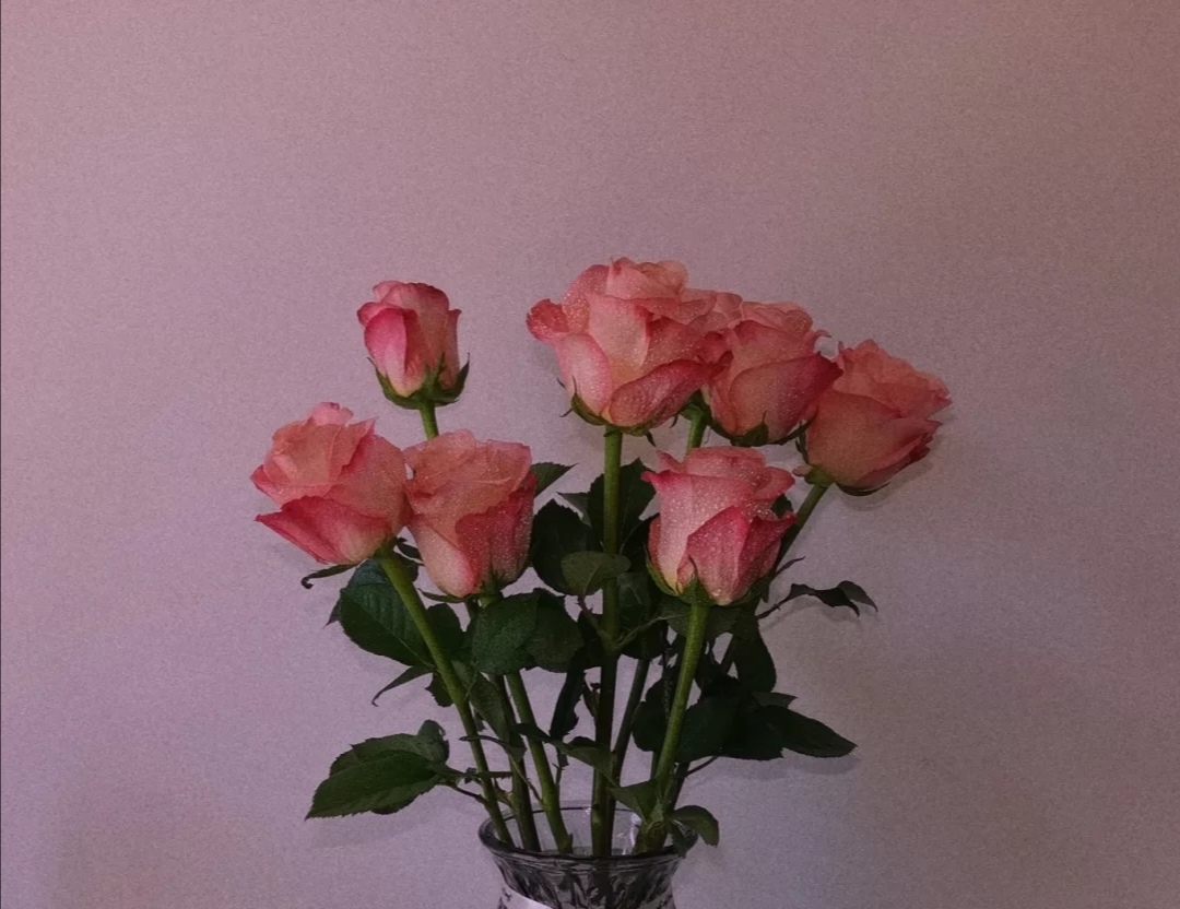 斗南今日玫瑰花价格,每日识花玫瑰花