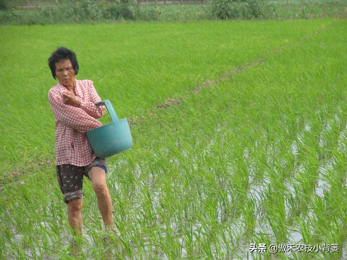 玉米和水稻对锌很敏感，巧施、巧喷、巧用能增产
