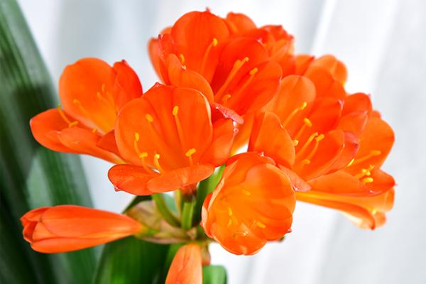 耐阴又开花植物有哪些品种,耐阴又容易开花的植物推荐