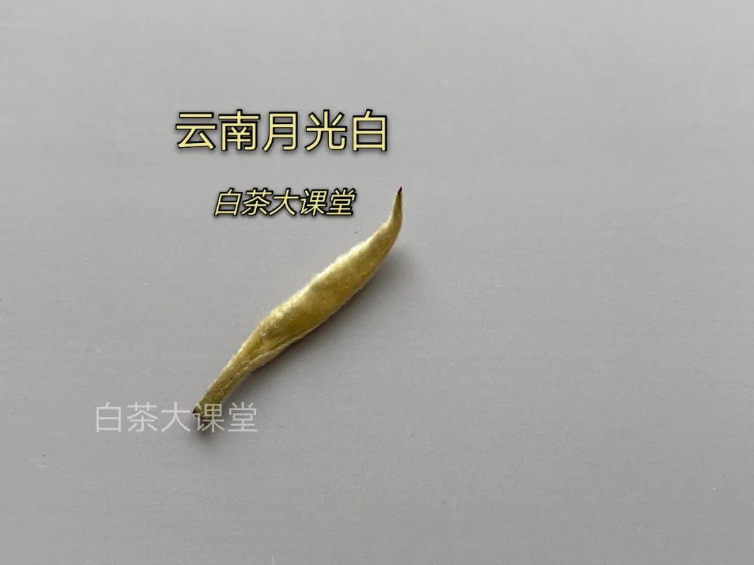 月光白老品种白茶,为什么有人说月光白是普洱茶