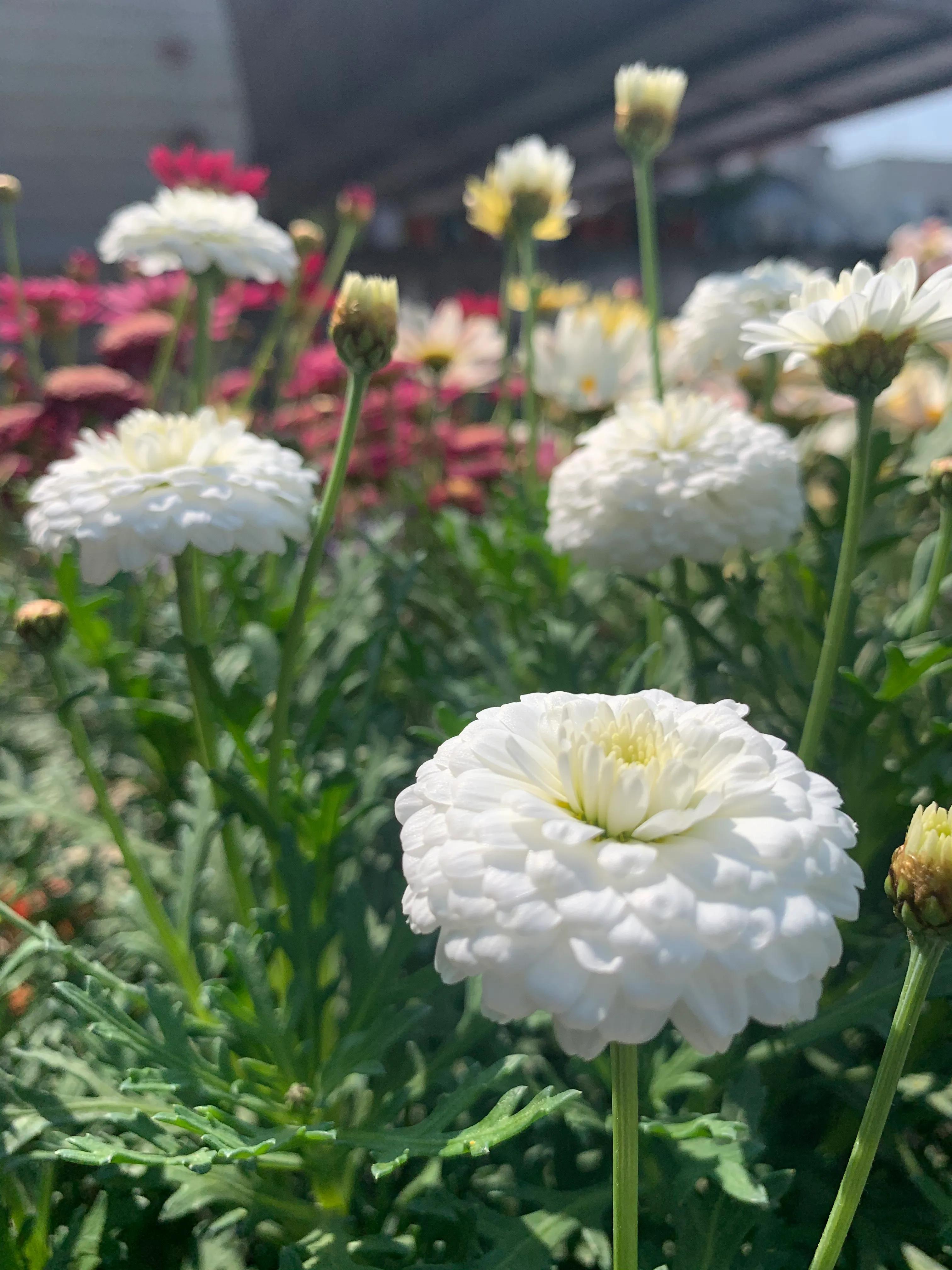给植物浇水枝繁叶茂,给植物淋雨