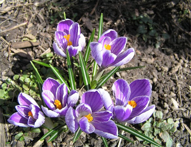 藏红花的冬季养殖方法与注意事项,藏红花植物精油按摩注意事项