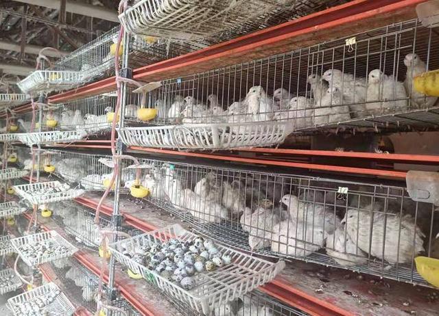 38岁河南小伙回乡创业,农村90后小伙回来创业