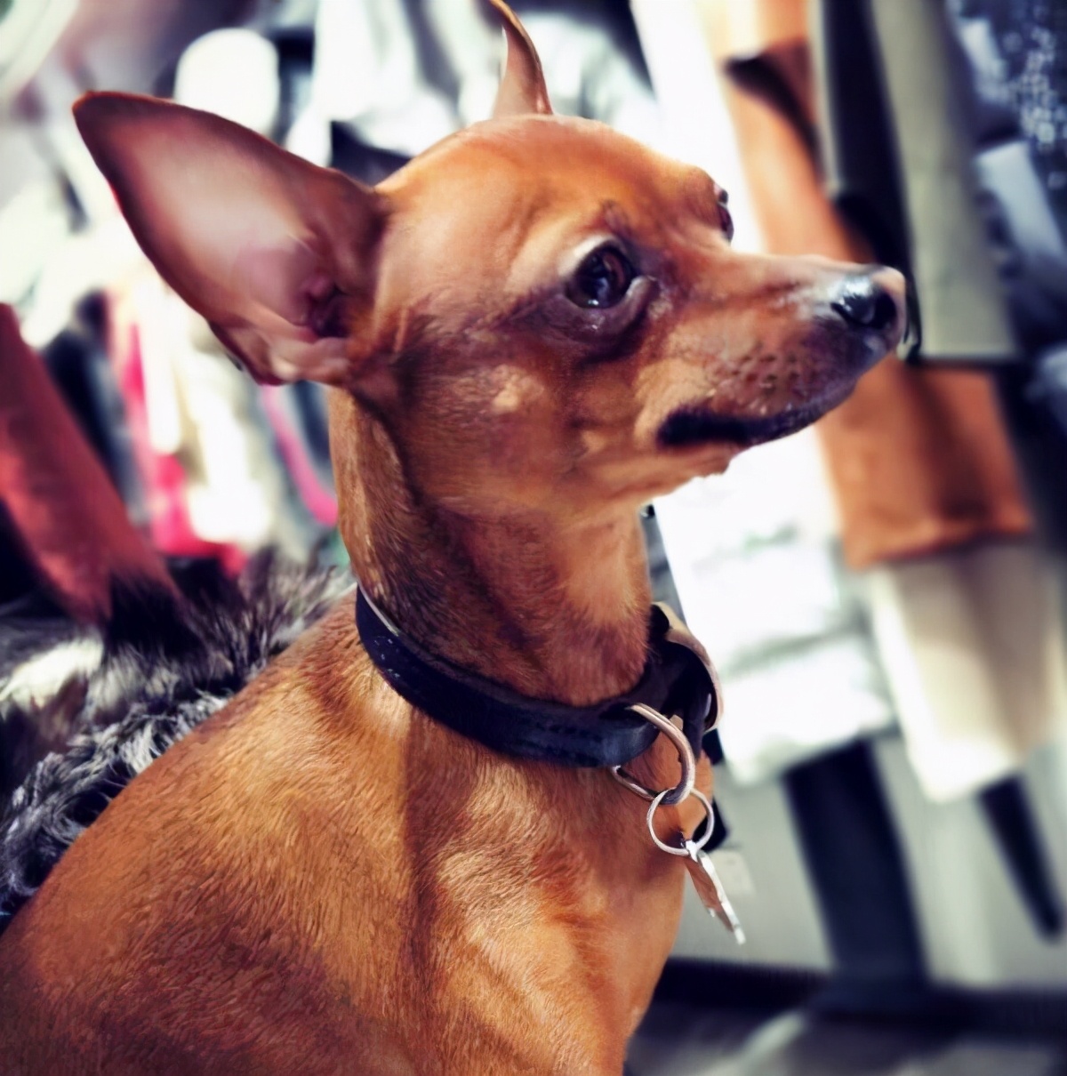 小鹿犬怎么训练才听话,小鹿犬怎么训练听话