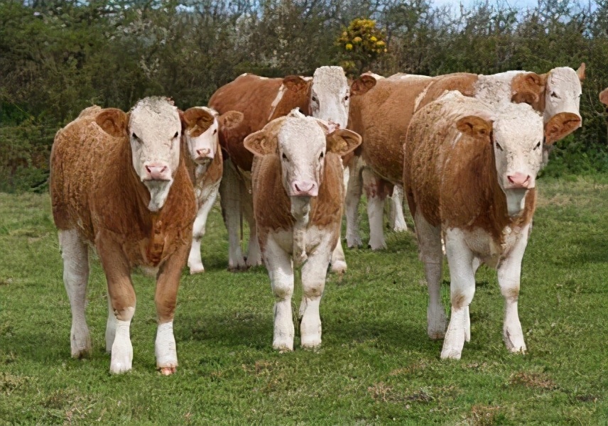 肉牛和奶牛饲料的区别,肉牛与奶牛哪种肉好吃