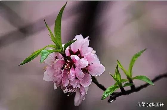 三生三世十里桃花的视频,三生三世十里桃花主题曲