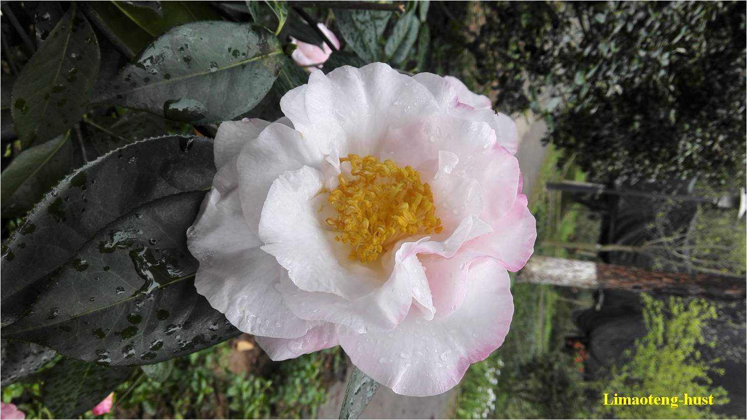 话说油茶树,山茶花油茶和茶梅的区别图片