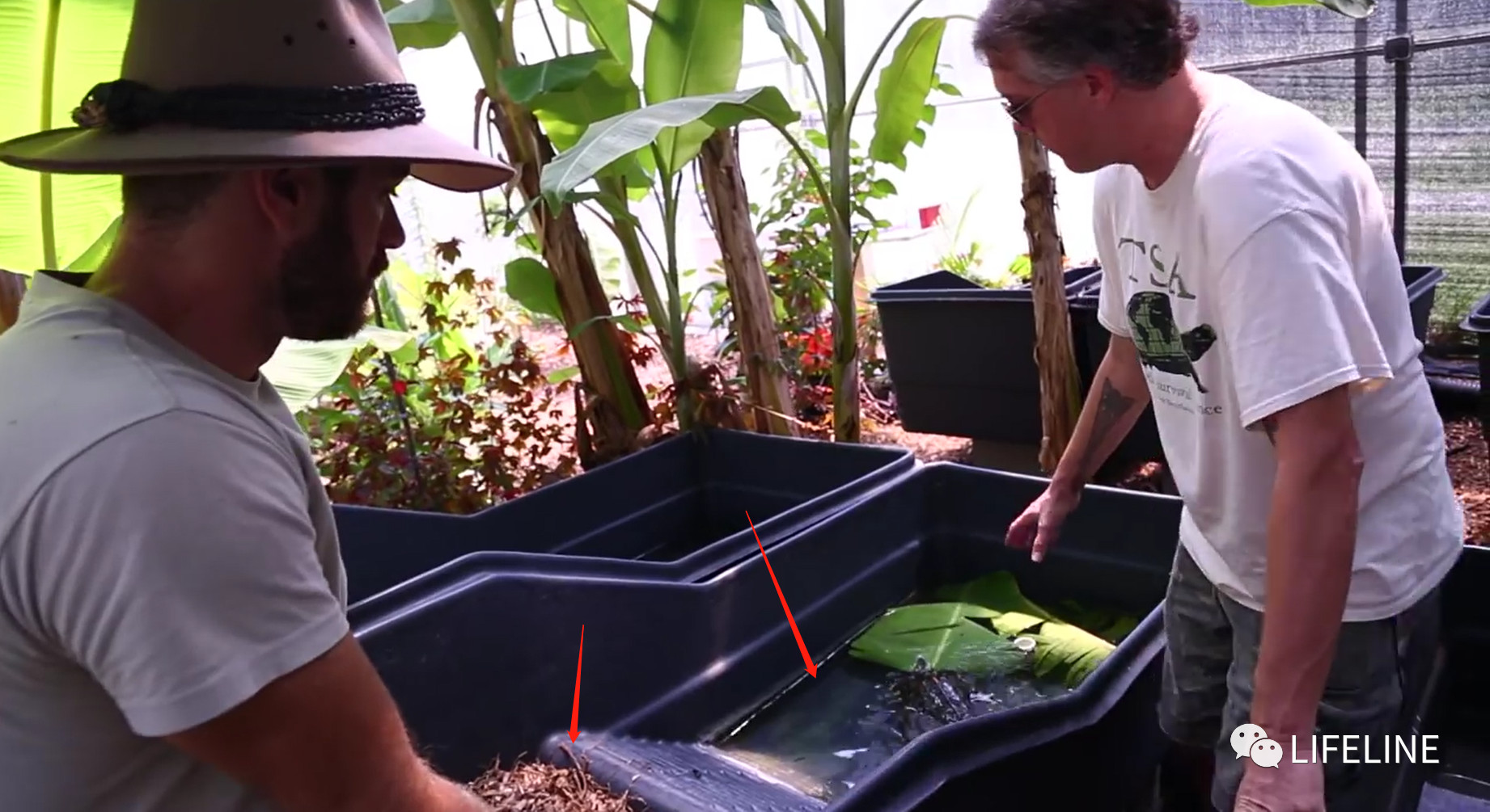 TSA这次聊的龟，连维基百科都没有完整介绍——苏拉威西白头龟