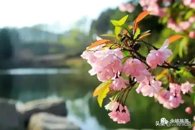 浙江看日本樱花最佳地方,浙江赏樱花最佳地排行榜