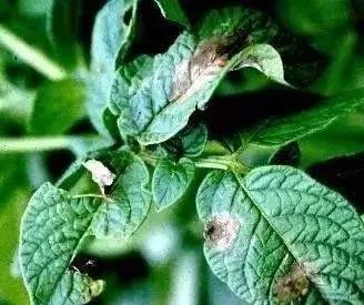 教你三秒识别细菌真菌病毒病,一个打火机轻松搞定