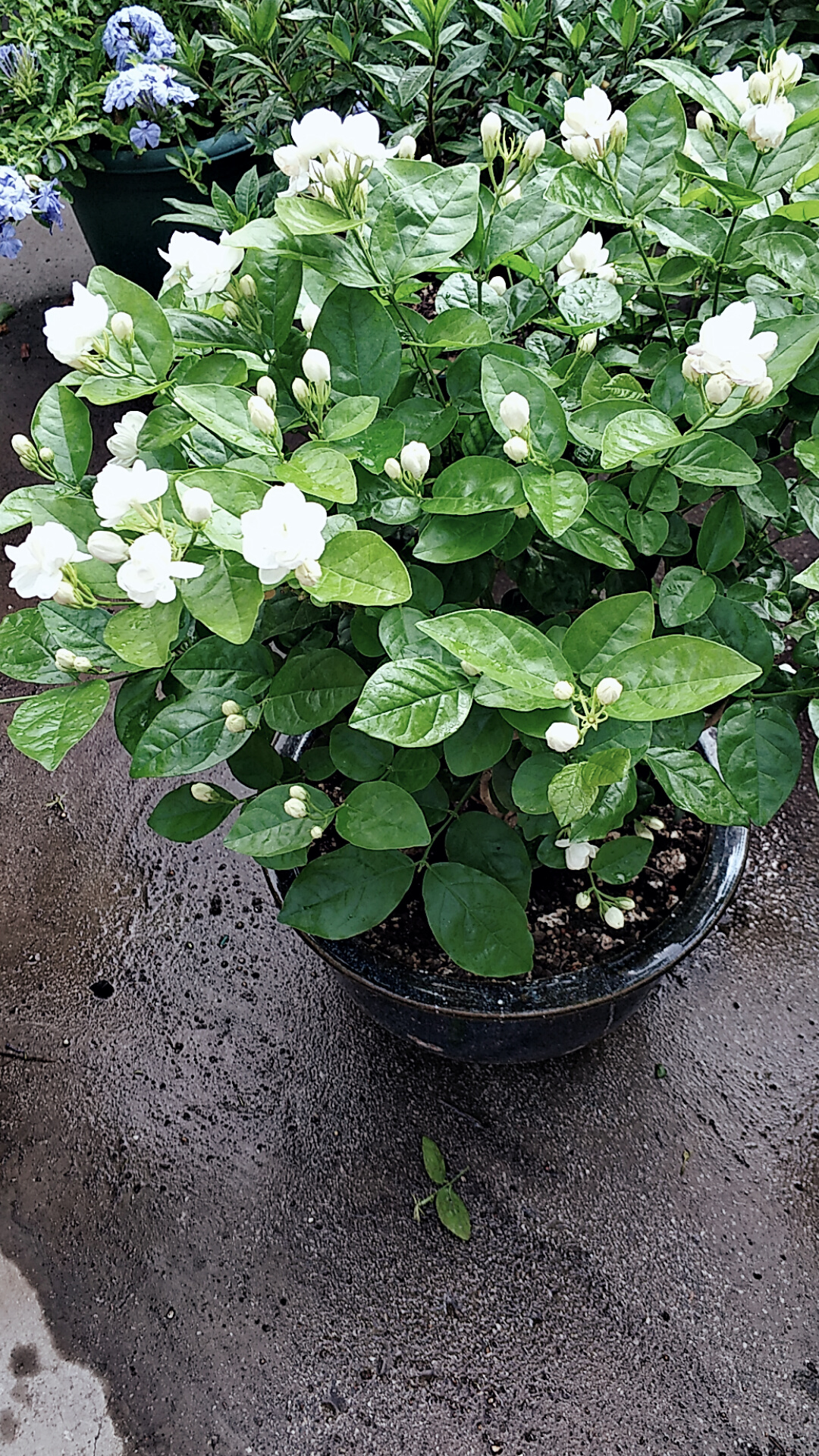 茉莉花叶片干枯掉落怎么回事,茉莉花叶子干枯脱落是什么原因