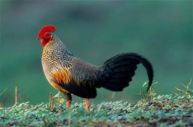 世界所有国家国鸟,世界各国国鸟大全