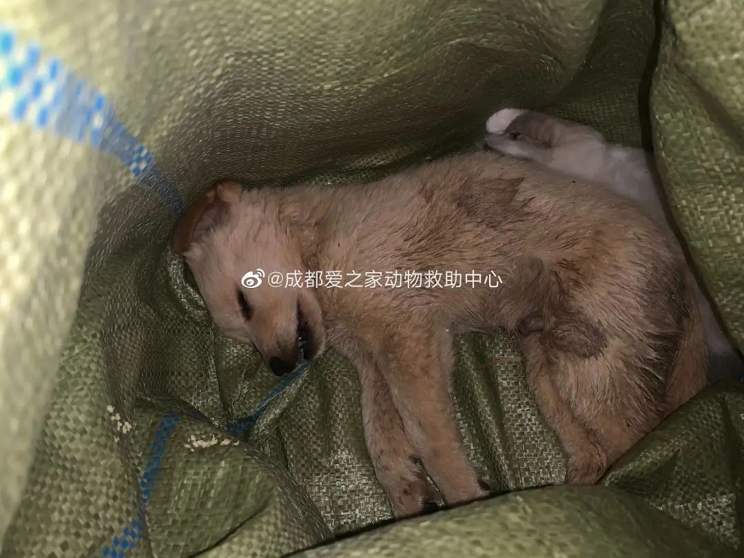 宠物邮寄托运流程,可以托运宠物的快递有哪些