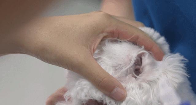 彻底根除耳螨的方法,除螨经验分享