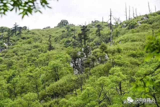 探秘汉中,汉中一村子窜入野生羚牛