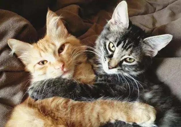 给猫绝育是最大的谎言,看完再决定要不要给猫绝育