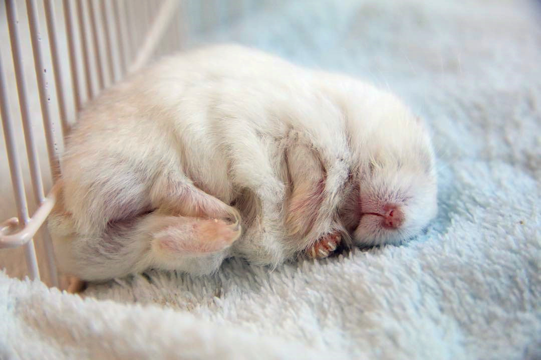 没时间陪仓鼠怎么跟仓鼠亲近,仓鼠太凶不敢戴牵引绳怎么办