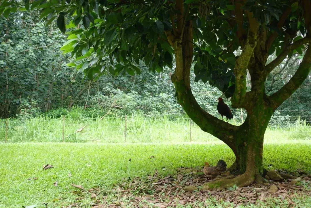 在吸引村上春树买房养老的海岛呆3天，马代帕劳在我心里降到第二