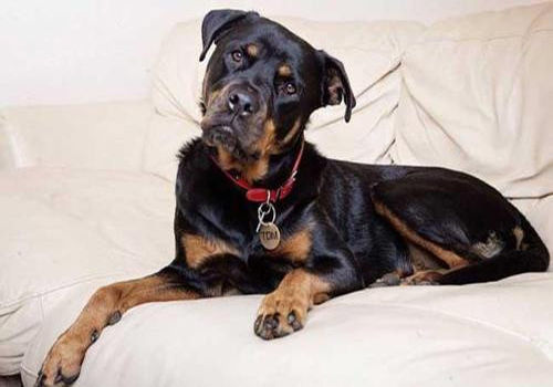 养宠经验狗狗泪痕很严重怎么办,狗狗的寄生虫如何解决