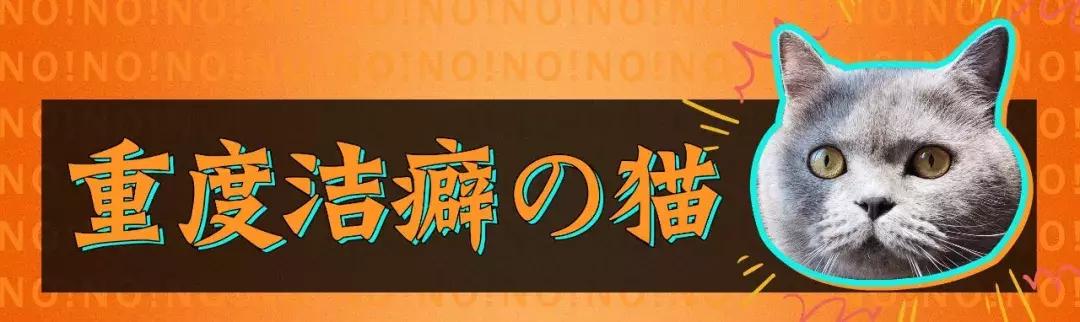 猫屎太臭事件,猫屎的来历