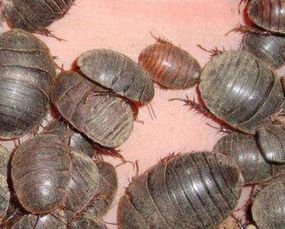 土鳖虫活血化瘀效果强吗,养殖的土鳖虫有药效吗