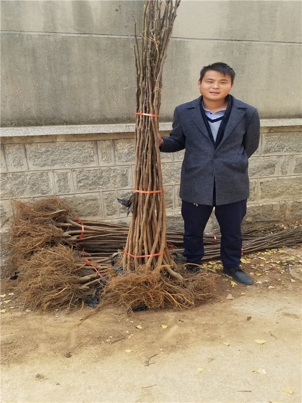 亚当柿无花果苗,亚当无花果就是蓬莱柿吗