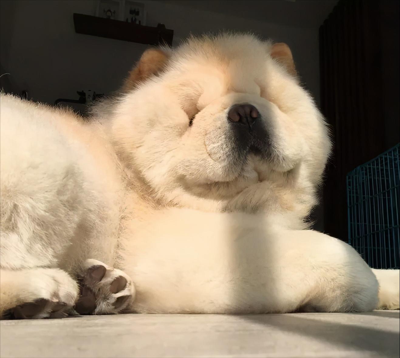 狗界中的大饭桶,狗界第一饭桶