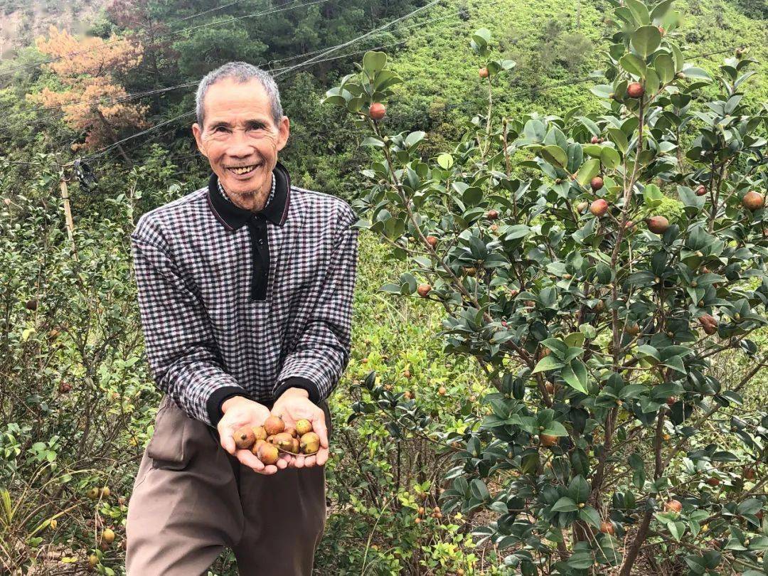 农家纯正山茶油卖120一斤,出售山茶油60元一斤