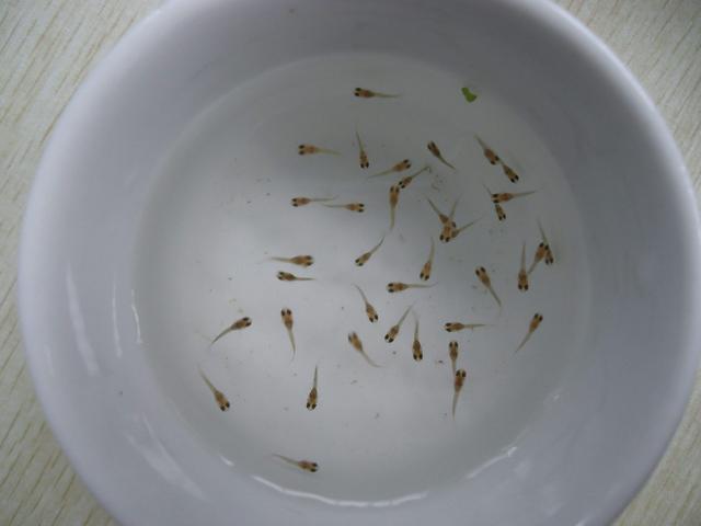 宝宝补钙最佳食物怎么做,宝宝补钙最好最快最有效